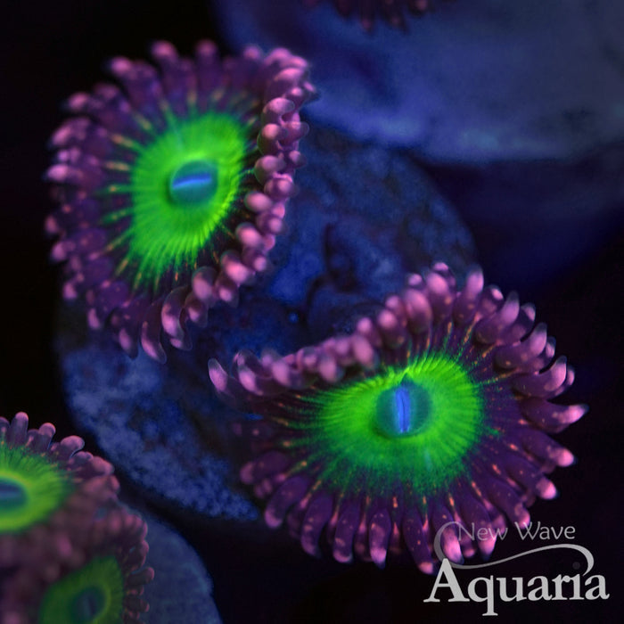 Pink Hippo Zoa