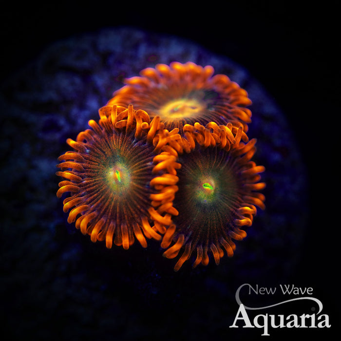 399: Lorax Zoa