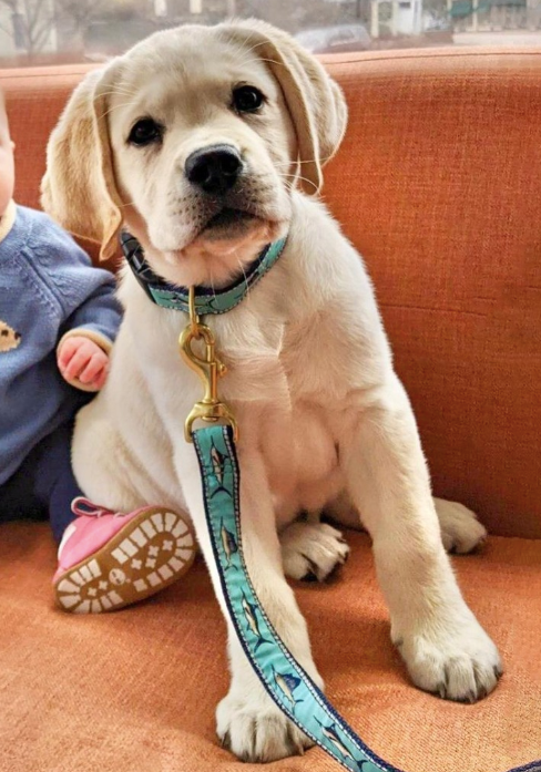 MARLIN-DOG-COLLAR-LEASH