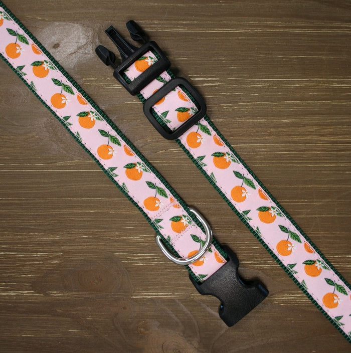 colorado-orange-blossom-dog-collar