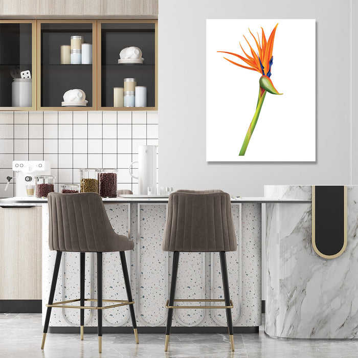 Flower on White Background, Photography