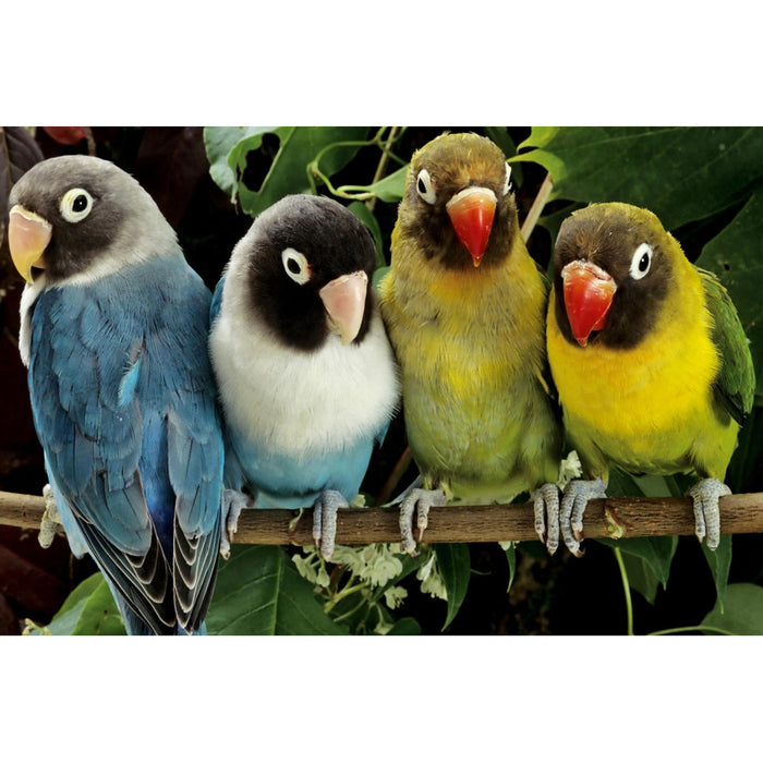 Ingooood Wooden Jigsaw Puzzle 1000 Piece - Colorful Parrot - Ingooood jigsaw puzzle 1000 piece