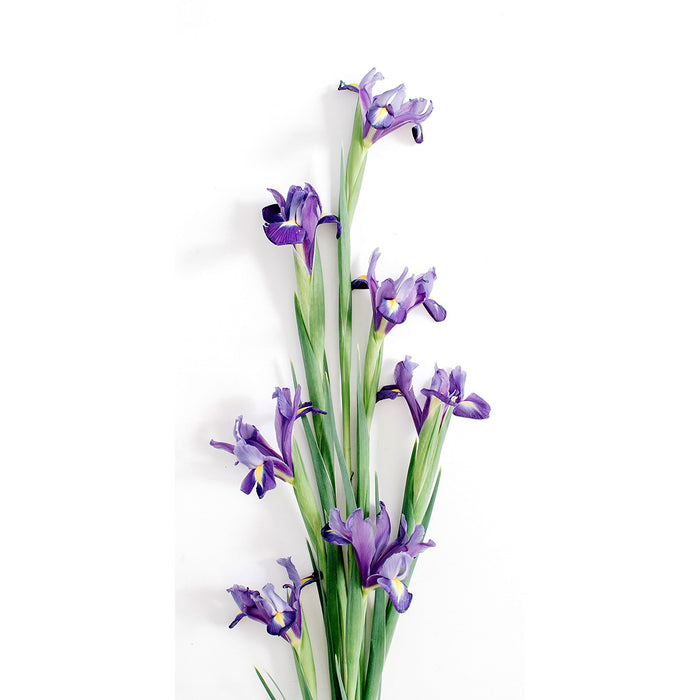 Irises on White Background, Photography