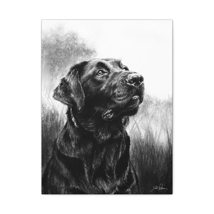 "Labrador Retriever" Stretched Canvas