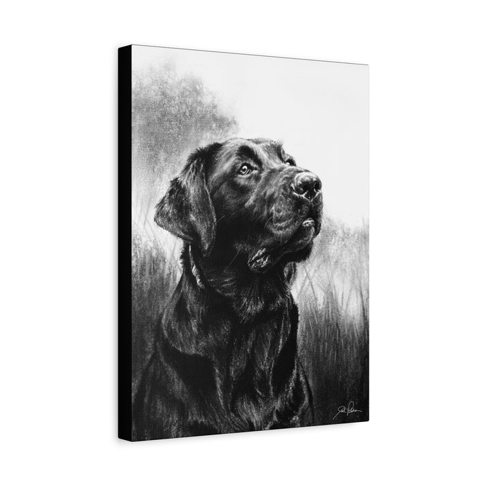 "Labrador Retriever" Stretched Canvas