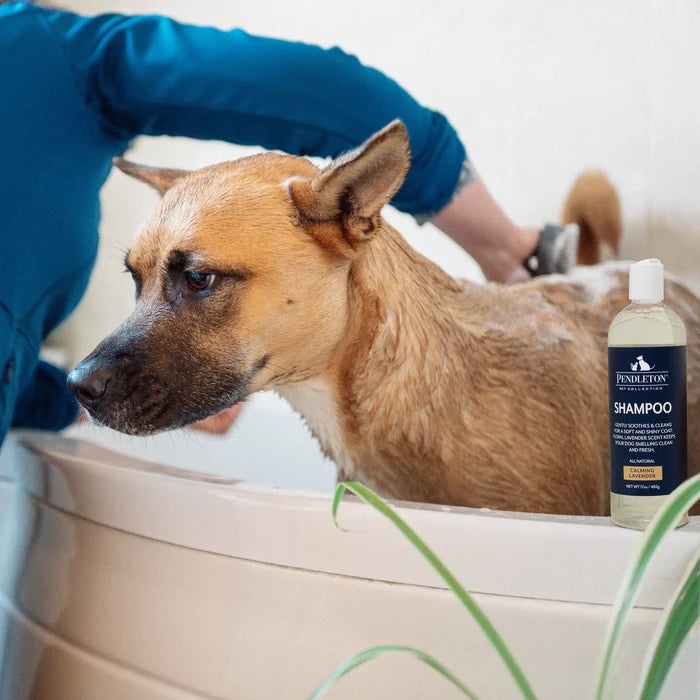 pendleton-dog-shampoo-lavender-aloe