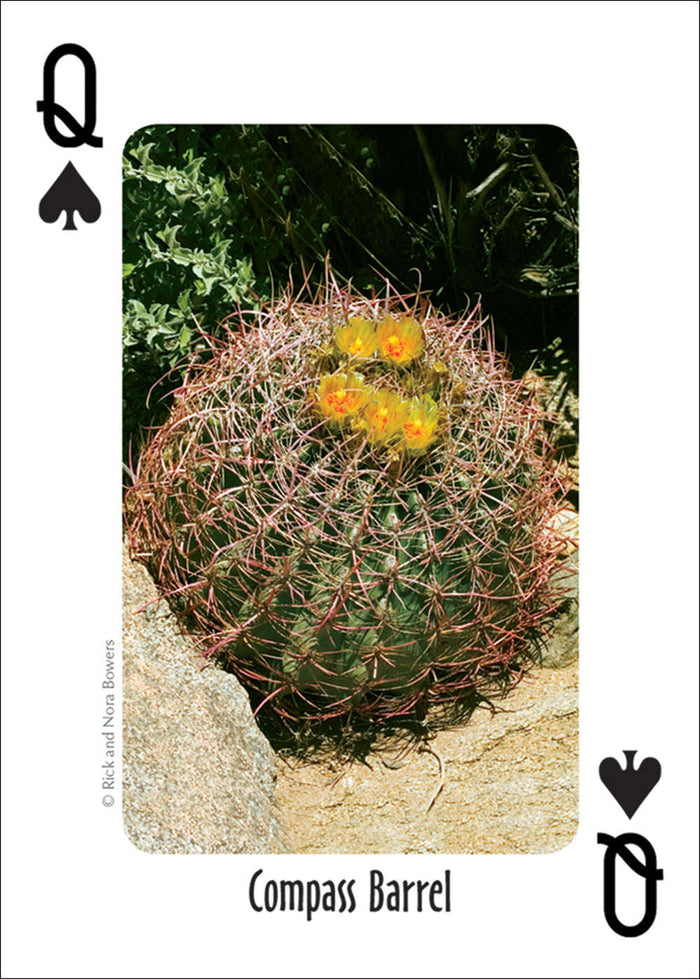 PlayingCardDecks.com-Southwest Cactus Playing Cards